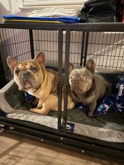 Dog Cage