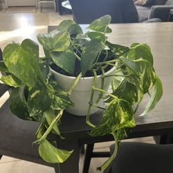 live indoor pothos vining plant