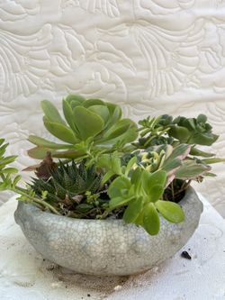 Succulent in ceramic pot