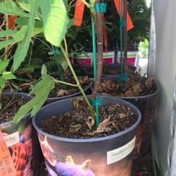 Little Miss Figgy Dwarf Fig Plant 1 Gallon