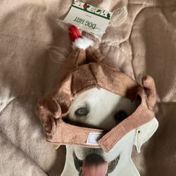 Turkey Hat For Dog   Small & Extra Small