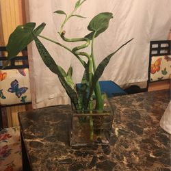 Water Plants 