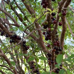 Jabuticaba jaboticaba Brazilian grapes