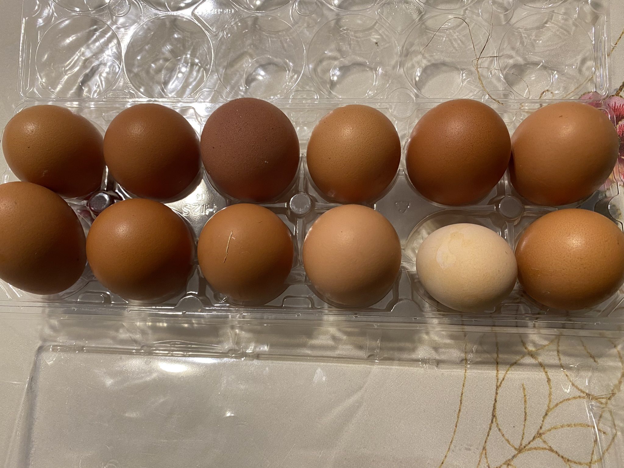 Hatching Eggs -back Yard Mixed Breed