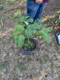 Llerva Santa (Mexican pepper leaf)