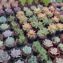 Cactus And Suculentas Plants