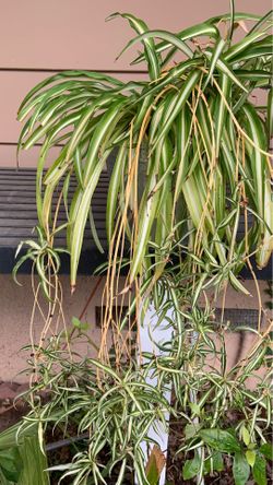 Spider plants in pot decorative green plants easy to care for