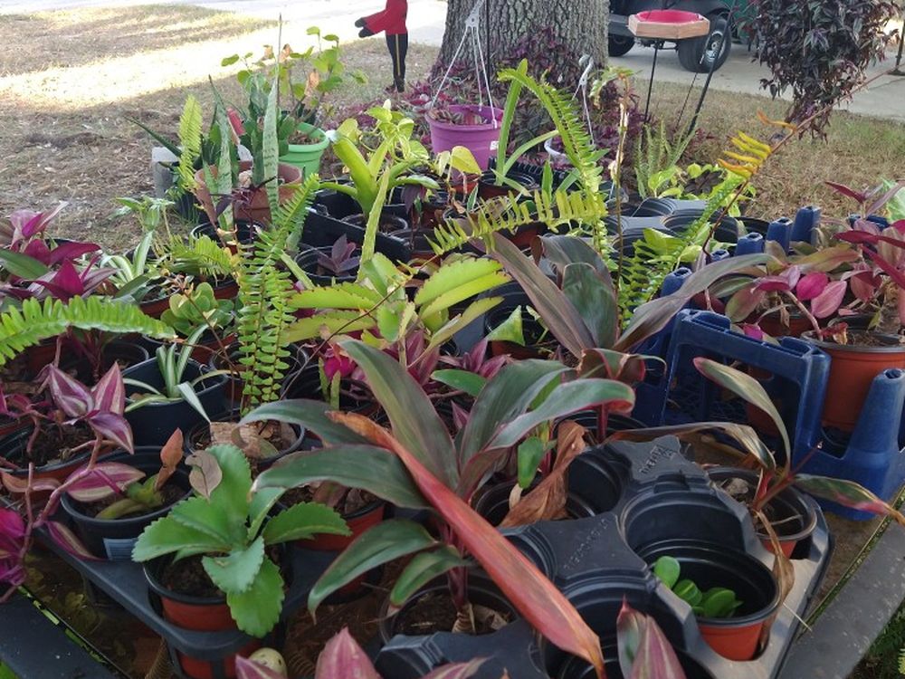 Plant Lover's 4 Inch Pots Variety $1.00 Ea