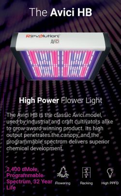 Revolution Avici LED 