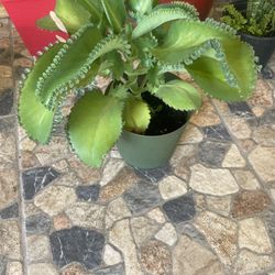 Mother of thousands plant