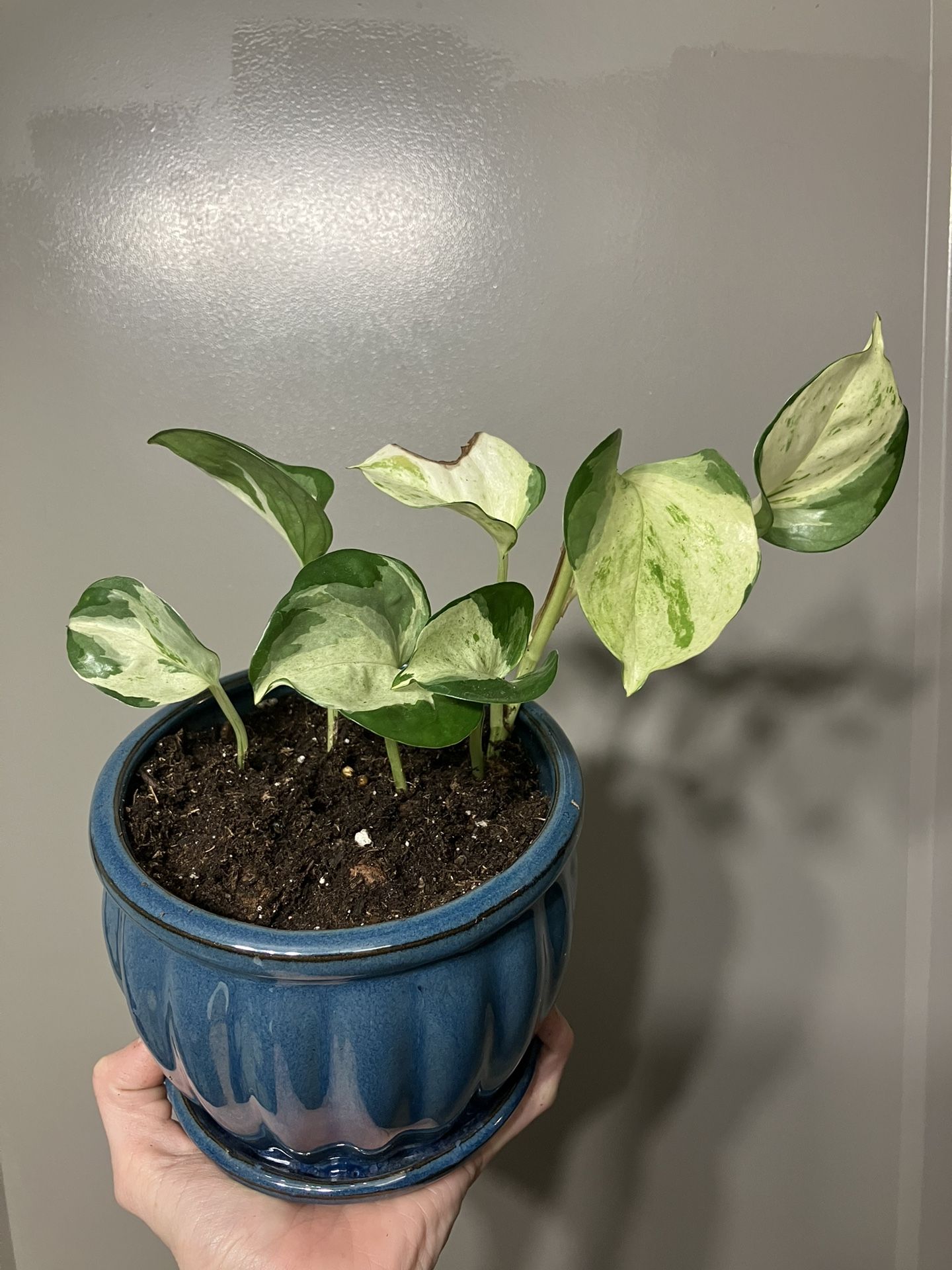 Manjula Pothos 