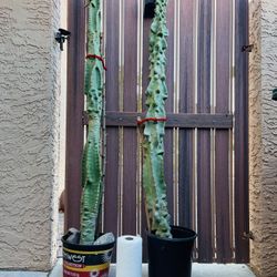 Totem Pole Cactus /Succulent