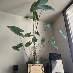 Monsteras, Alocasias, Pothos, And Other Plants