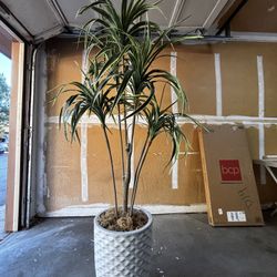 Office Plant For Sale