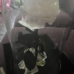 Brand New Eternal White Rose 