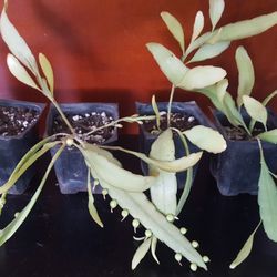 Rhipsalis Mistletoe Cactus Plant