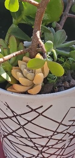 Succulents