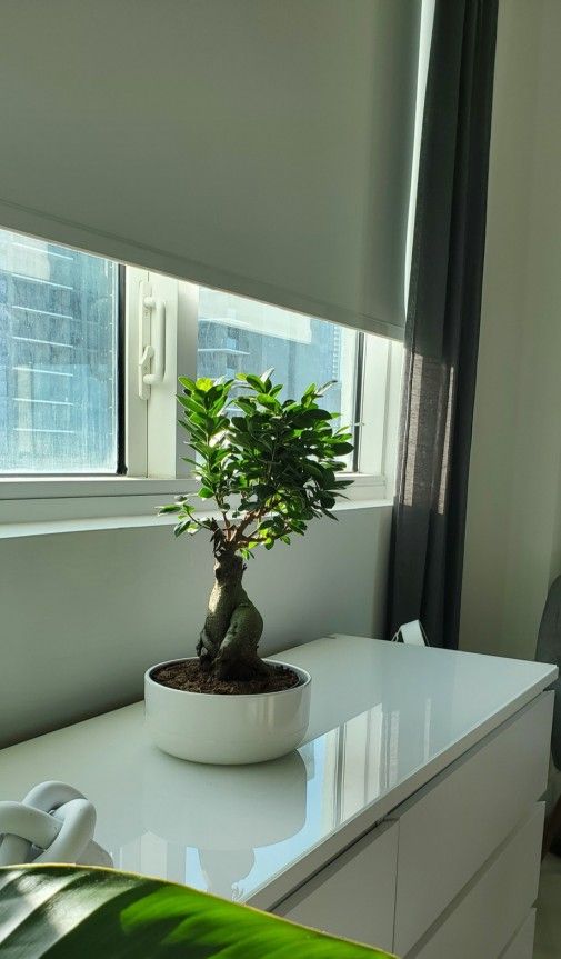 Motorized Blinds 10ft & 7ft (Like NEW)