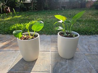 Planta Pathos  Plant 🪴