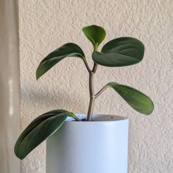 Healthy Beautiful Indoor Plant(Peperomia)