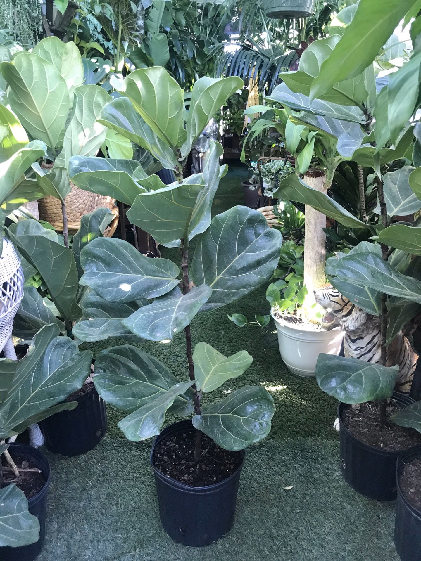 Plants (3ft tall x 3gallons pot, fiddle leaf $15)