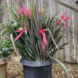 Bromeliad billbergia
