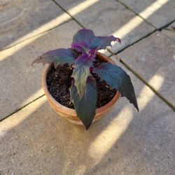 Purple Passion Plant ROOTED