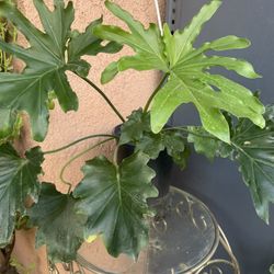 HERMOSAS PLANTAS NATURALES “PHILODENDRON PLANT 