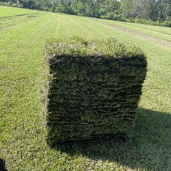 St.Augustine Sod.