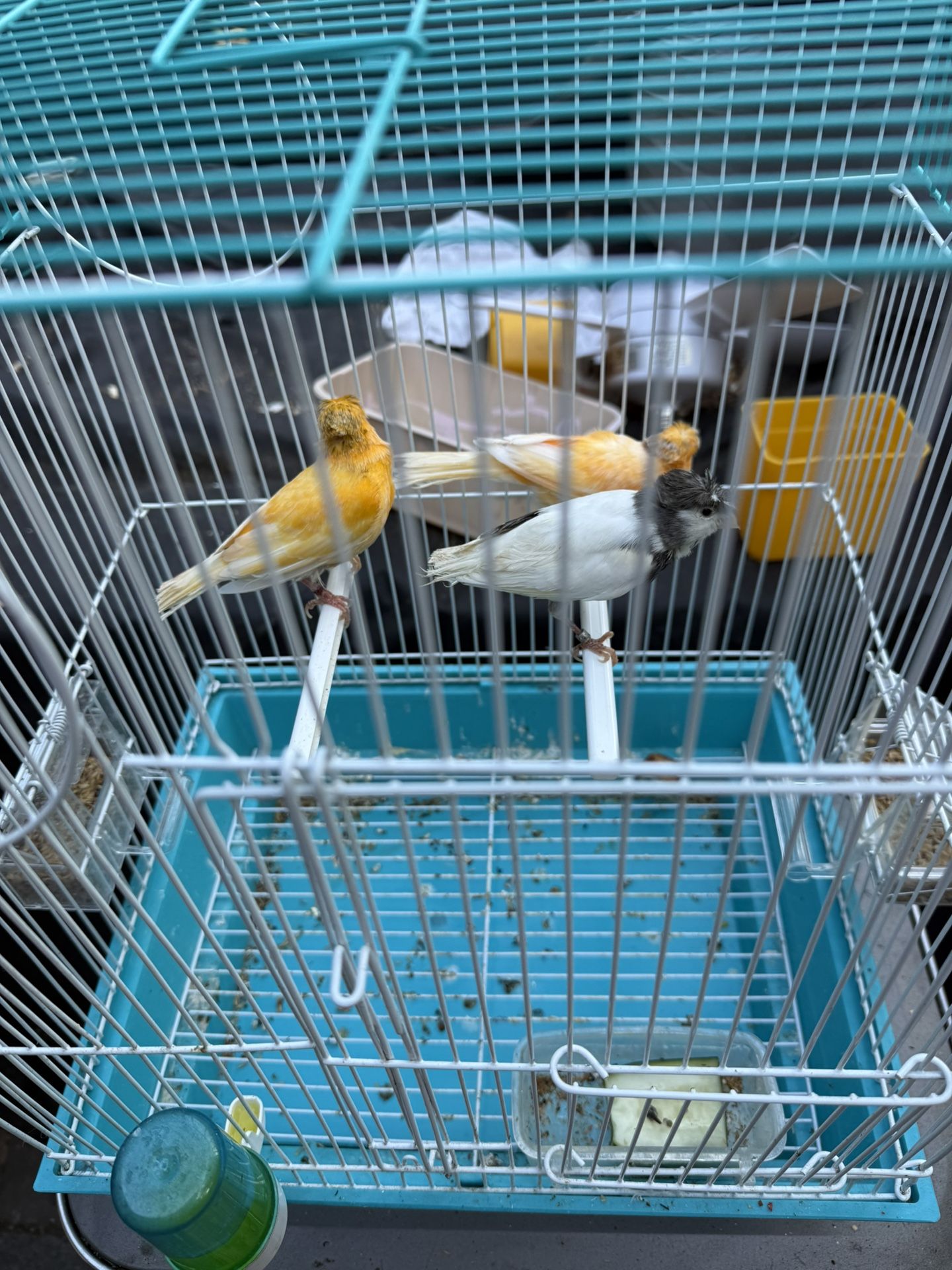 Bird Cage