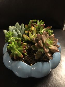 Real live succulents make great gifts