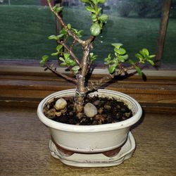 Miniature Jade/Elephant Bush Bonsai Tree 