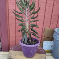 Plant Was Selling For $$7.00 Now $5.00 Nice And Big 