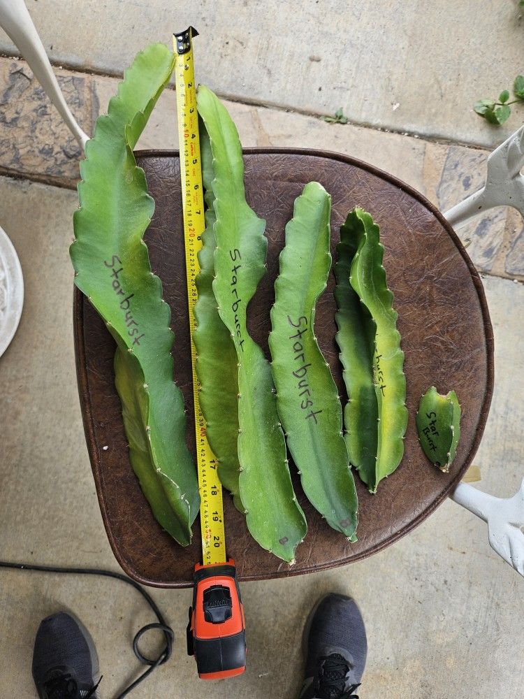 Starburst Dragon Fruit Variety.