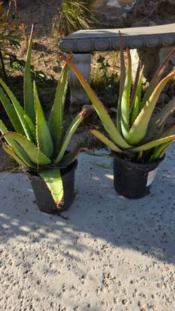 Plants