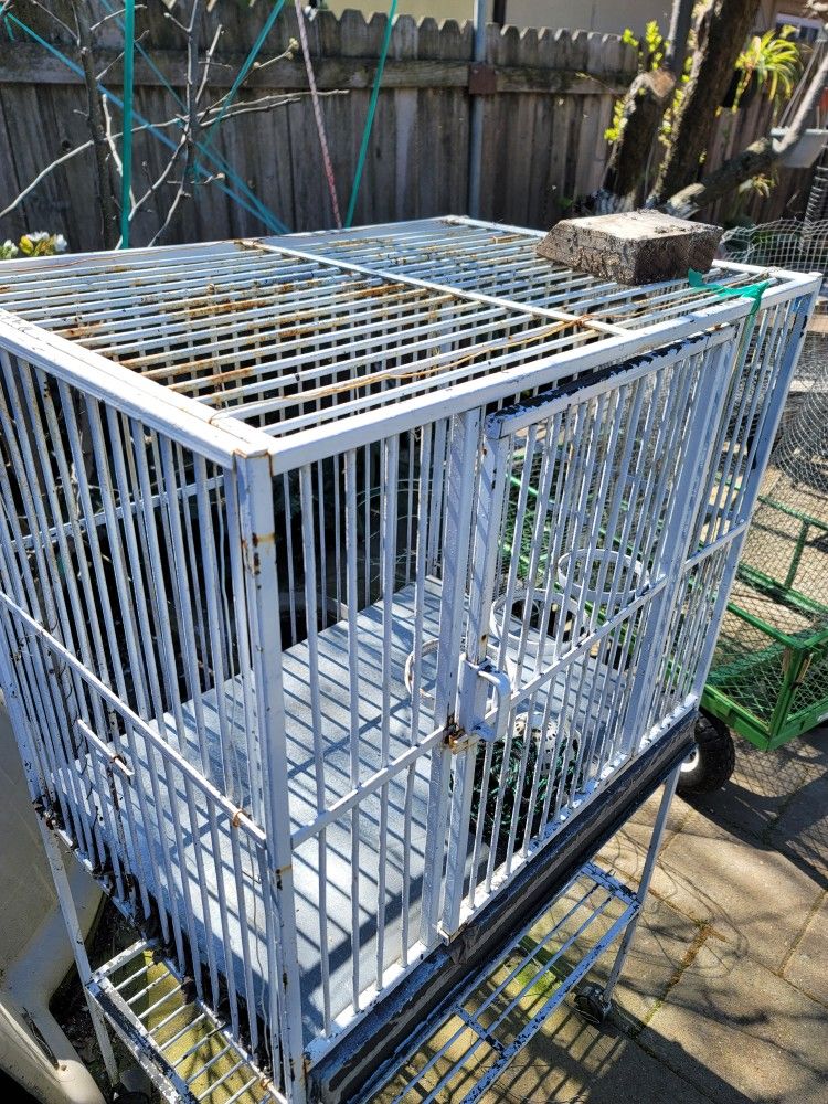 Bird Cage