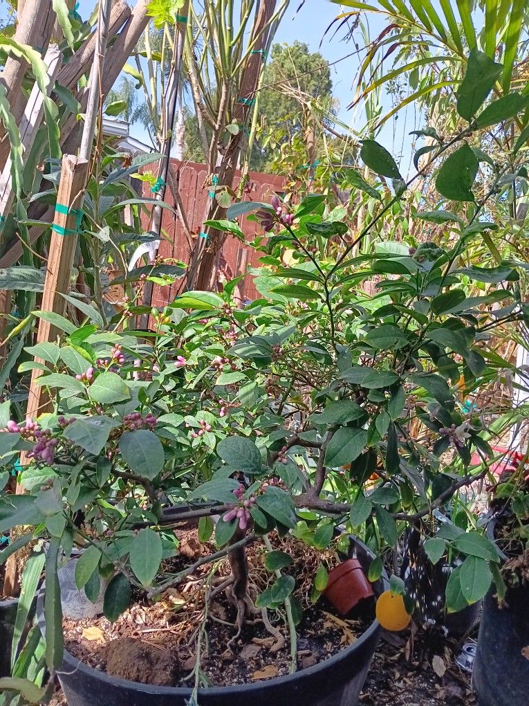 Limón Amarillo Lemon Tree 24 Gallon Box