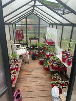 5 veggie plants for $10
