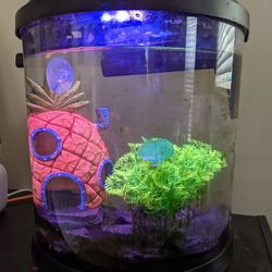 Fish Tank With Lots Of Extras 100 OBO