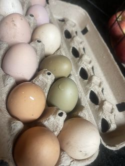 Fresh Eggs
