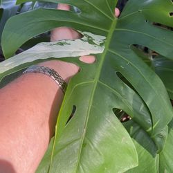 Monstera Albo Rooted Cutting