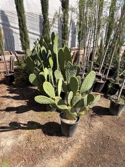 Nopales 5 gal