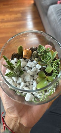 Baby terrarium with live plants
