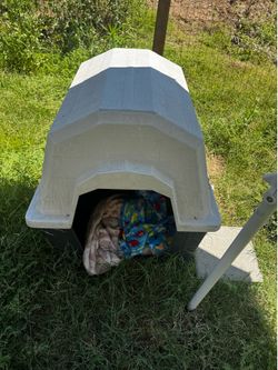 Dog house
