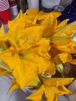 Flores de calabazas organic