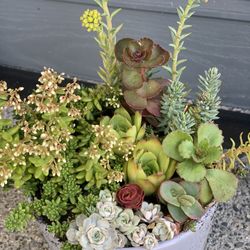 Outdoor live Succulent Arrangement In Gray Ceramic Pot
