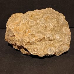 Petrified Coral Fossil 