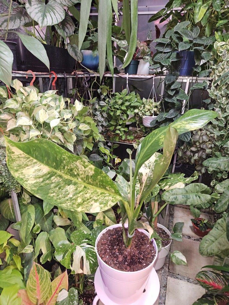 Dieffenbachia Big Ben Variegated for Sale in Miami, FL - OfferUp