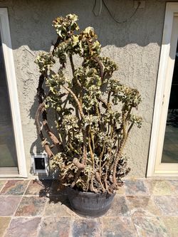 Felt bush