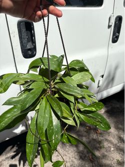 Hoya pubicalix